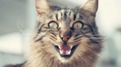 Zakaj mačka palice?