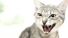 Zakaj mačka udari moškega?