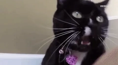 Zakaj mačka udari na njegov mucek?