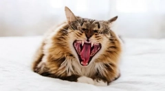 Zakaj mačka škripa zobe?