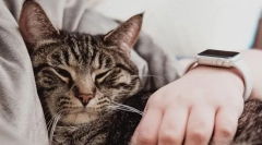 Zakaj mačka spi na človeka?