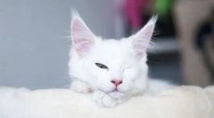 Zakaj mačka spi z odprtimi očmi?