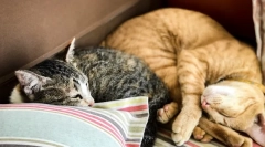 Zakaj mačka spi na človekovi glavi