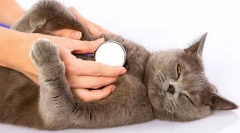 Zakaj mačka trdo diha?