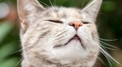 Zakaj mačke kot vonj klobučev?