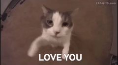 Zakaj mačke same kot ljudje, in drugi - ne?