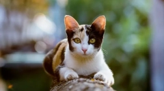 Zakaj mačke tečejo po stranišču?