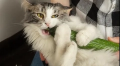 Zakaj se mačke bojijo kumare?