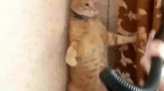 Zakaj se mačke bojijo sesalnika?