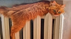 Zakaj se mačke bojijo vode