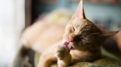 Zakaj se mačke pogosto umijejo?