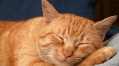 Zakaj mačke trzajo v sanjah?