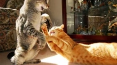 Zakaj se mačke med seboj borijo, kako jih uskladiti