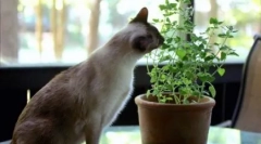 Zakaj mačke jedo cvetje