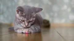 Zakaj mačke lovijo žarek iz laserskega kazalca?