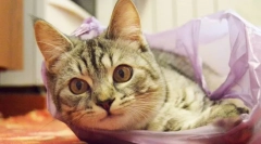 Zakaj mačke lizalne pakete?