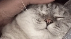 Zakaj mačke ljubijo, ko so udarci?