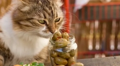 Zakaj mačke ljubijo oljke?