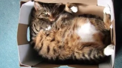 Zakaj mačke ljubijo pakete in škatle