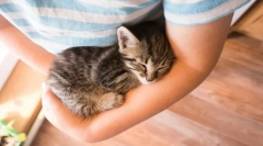 Zakaj mačke murchat?