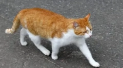 Zakaj mačke najdejo pot domov