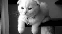 Zakaj mačke ne utripajo?