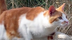 Zakaj mačke niso zlomljene pri padanju?