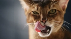 Zakaj mačke lizajo?