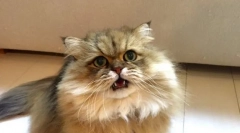 Zakaj mačke odpirajo usta, ko je vohala