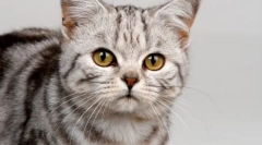 Zakaj mačke prinašajo miši svojim lastnikom