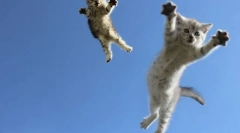 Zakaj mačke pristanejo na 4 tacah: znanstvena razlaga