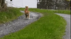 Zakaj mačke ne varujejo rep?