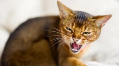 Zakaj mačke sikajo?