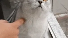 Zakaj mačke pogledajo v praznino?