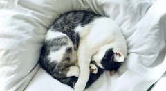 Zakaj mačke spijo z lastniki?