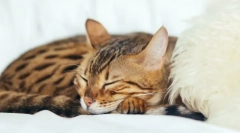 Zakaj mačke spijo toliko?