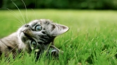 Zakaj mačke valjane noge: 8 odgovorov na eno preprosto vprašanje