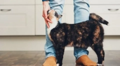 Zakaj mačke drgnejo noge?