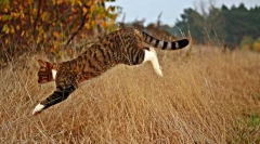 Zakaj mačke zapustijo dom?