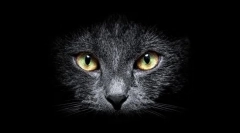 Zakaj se mačke vidijo v temi