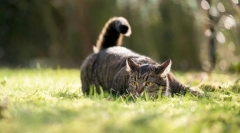 Zakaj mačke želijo rep?