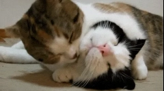 Zakaj se mačke polizajo?