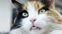 Zakaj mačke postavljajo jezik?