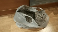 Zakaj mačka poliza polietilenske pakete in kako ga odreči iz te navade
