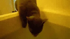 Zakaj mačke ne marajo vode?