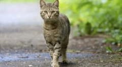 Zakaj mačke ne uživajo v hiši: vzroki in znaki