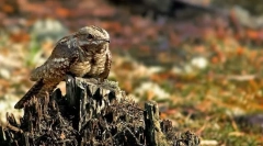 Zakaj kozja nosi takšno ime?