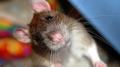 Zakaj podgana trka, klik in škripa z zobmi