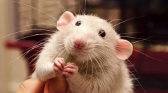 Zakaj podgana nasmehne in se smeji