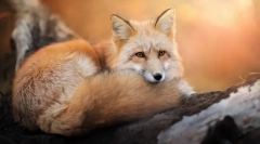 Zakaj lisica razmisli o zvitju?